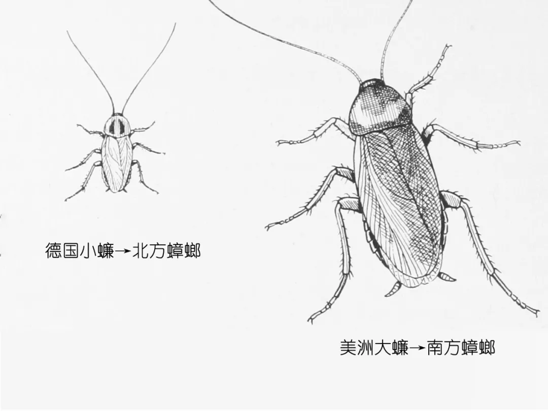 樓層這么高，為什么蟑螂仍能飛檐走壁，寄居室內？