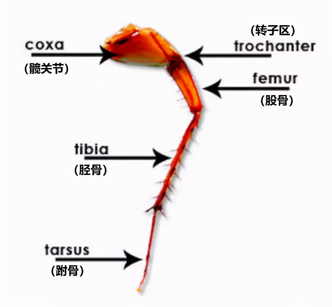 樓層這么高，為什么蟑螂仍能飛檐走壁，寄居室內？