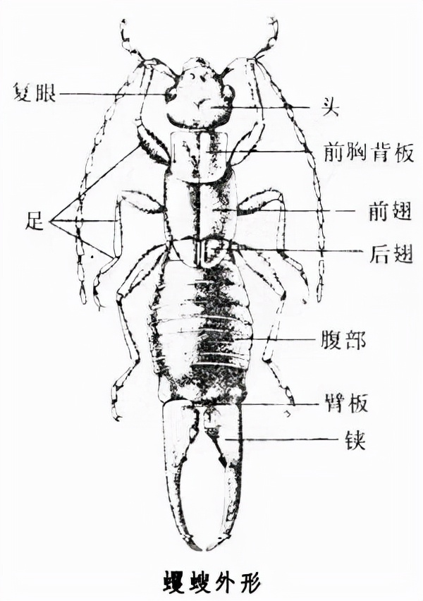 衛(wèi)生間“耳蟲”是從哪來的？怎么將它們徹底消滅？