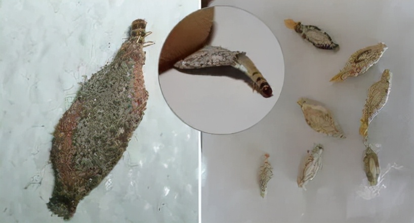 家里有衣蛾一定有窩嗎？如何去除衣蛾